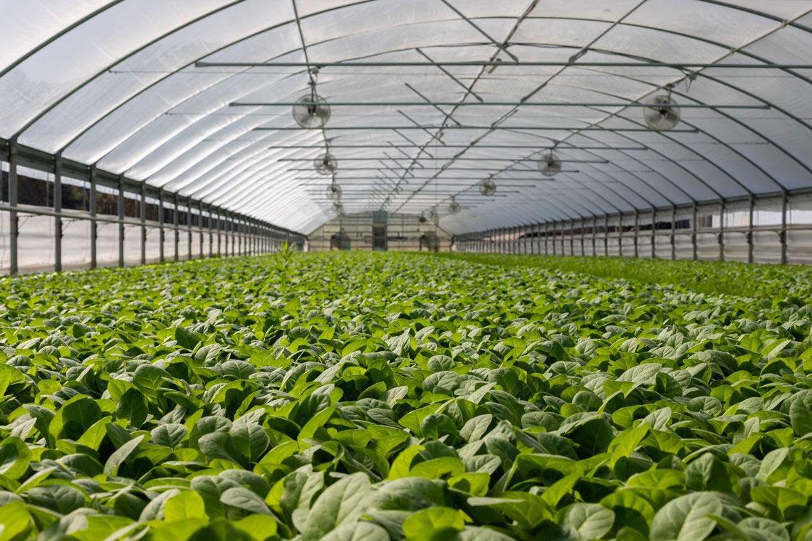 Solar Energy and your crops
